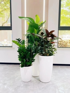 鄞州绿化修剪哪家好亡