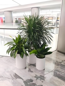 想知道宁波北仑盆景租摆价格？这里有你要的答案！